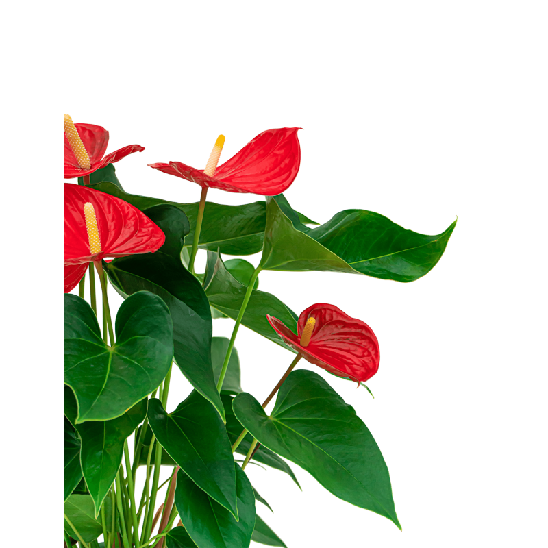 Anthurium rood in watergevende Delta wit