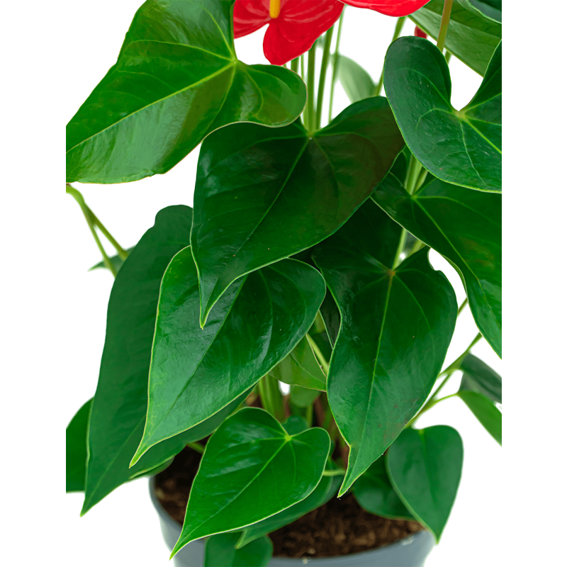 Anthurium rood