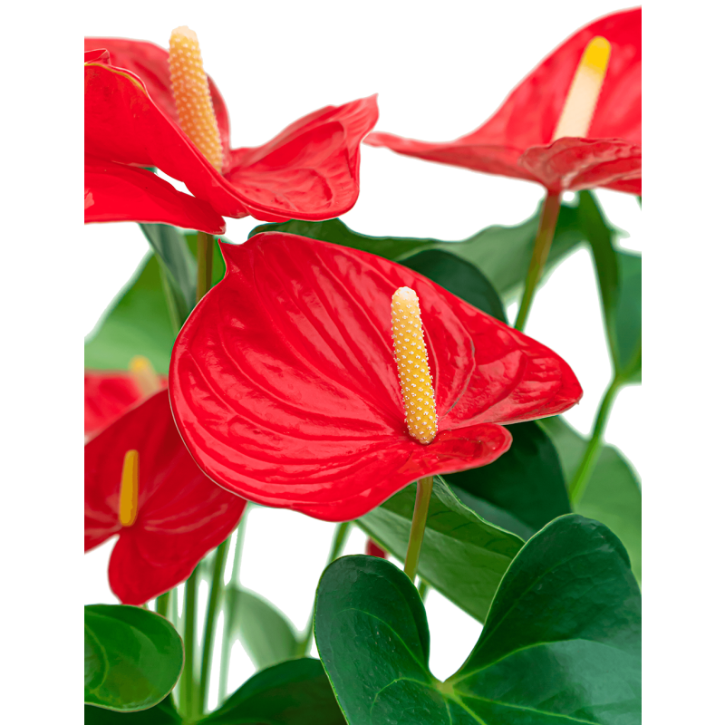 Anthurium Sierra