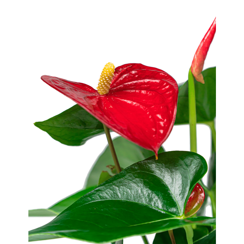 Anthurium Sierra