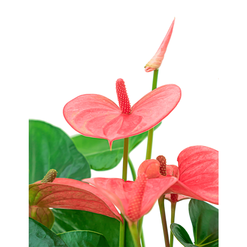 Anthurium roze in vaas 