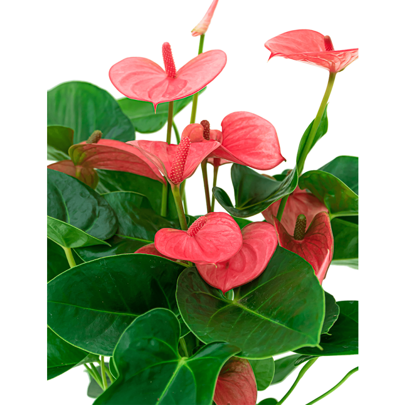 Anthurium roze in vaas 