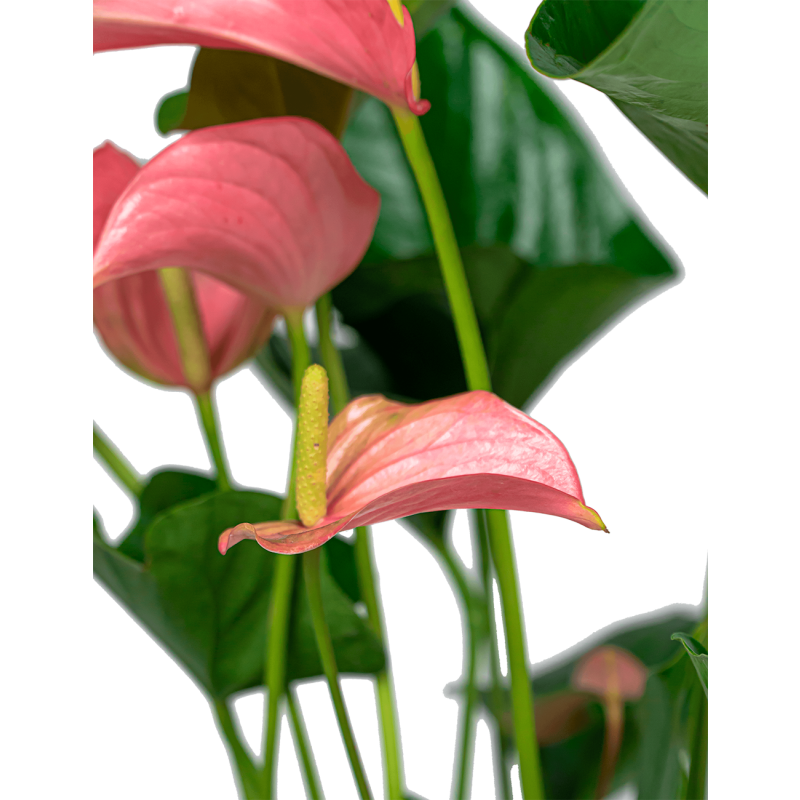 Anthurium Sweet Dream