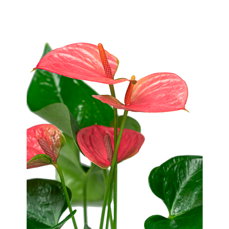 Anthurium Sweet Dream