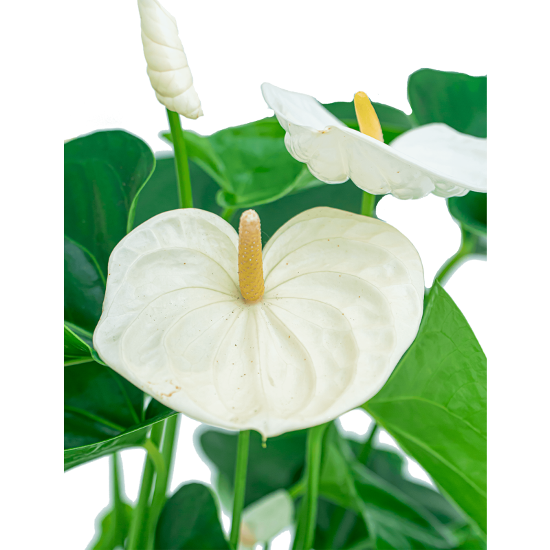 Anthurium wit in watergevende Classico zwart