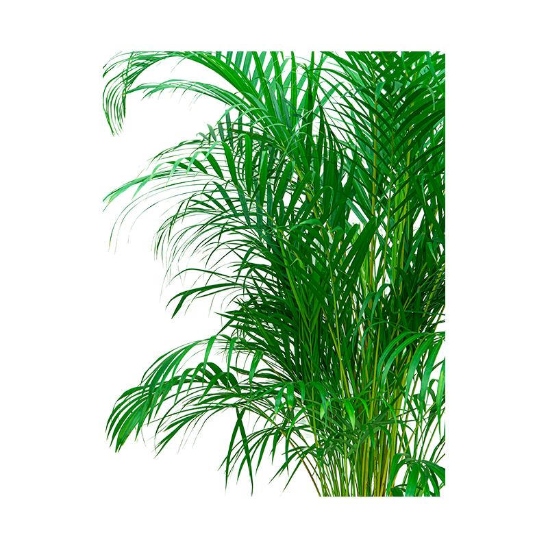 Areca Lutescens in Vibes blauw