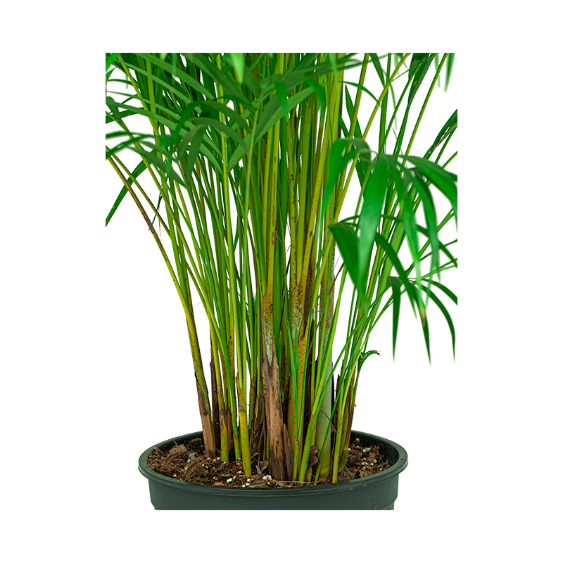 Areca Lutescens in watergevende Cararo wit