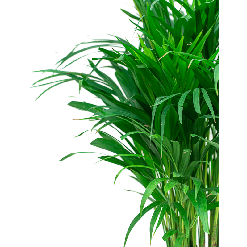 Areca Lutescens in Vibes blauw