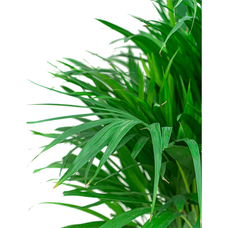 Areca Lutescens in zeegras mand