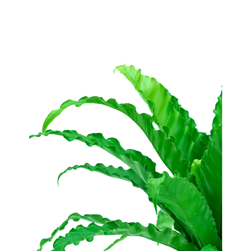 Asplenium Osaka