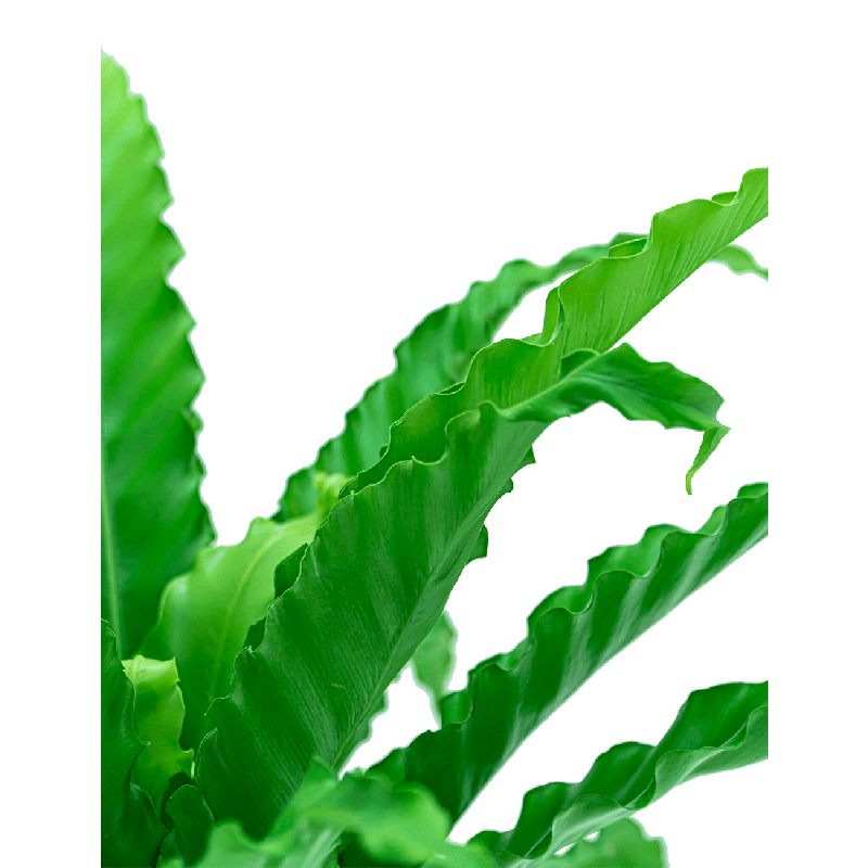 Asplenium Osaka