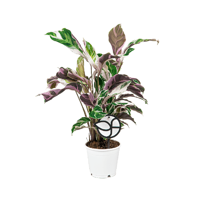 Calathea Fusion White