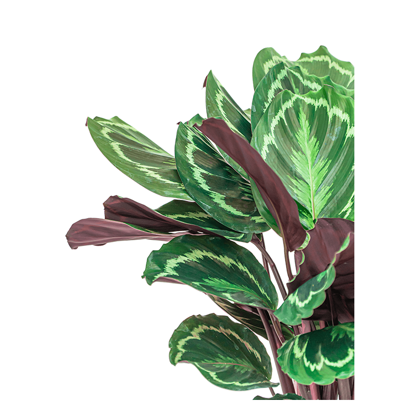 Calathea Medaillon in Elho Pure Soft Hoog wit