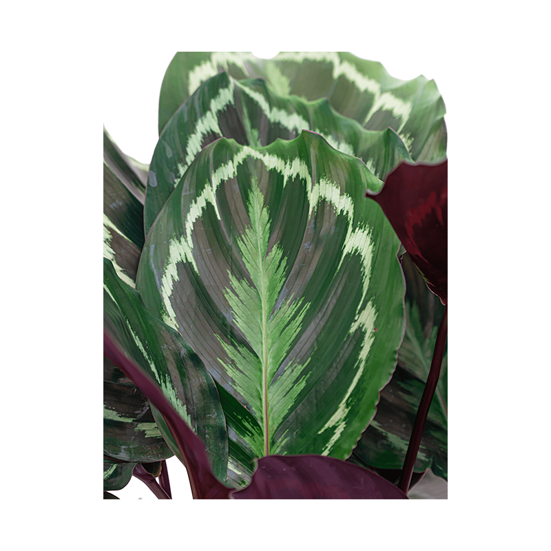 Calathea Medaillon in Elho B. for Studio zwart