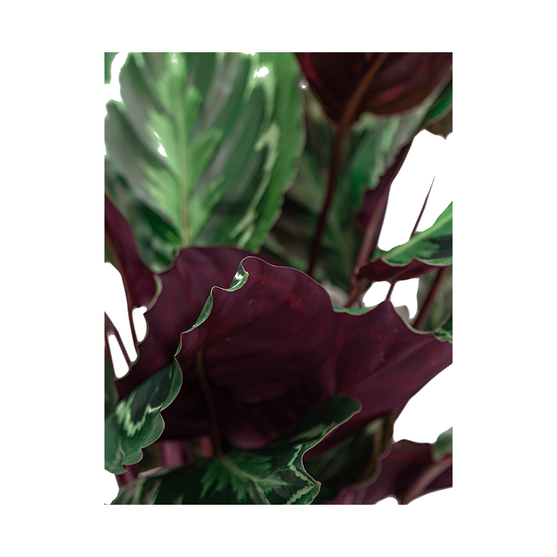 Calathea Medaillon in Elho Pure Soft Hoog wit