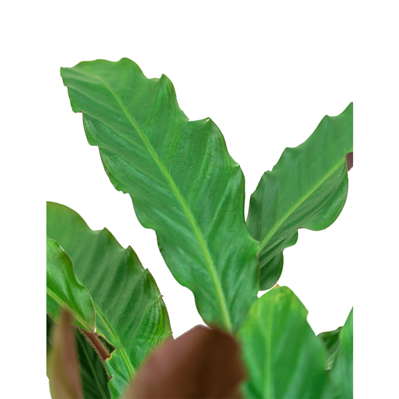 Calathea Rufibarba