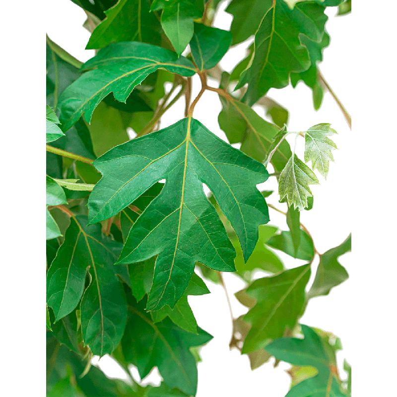 Cissus Ellen Danica