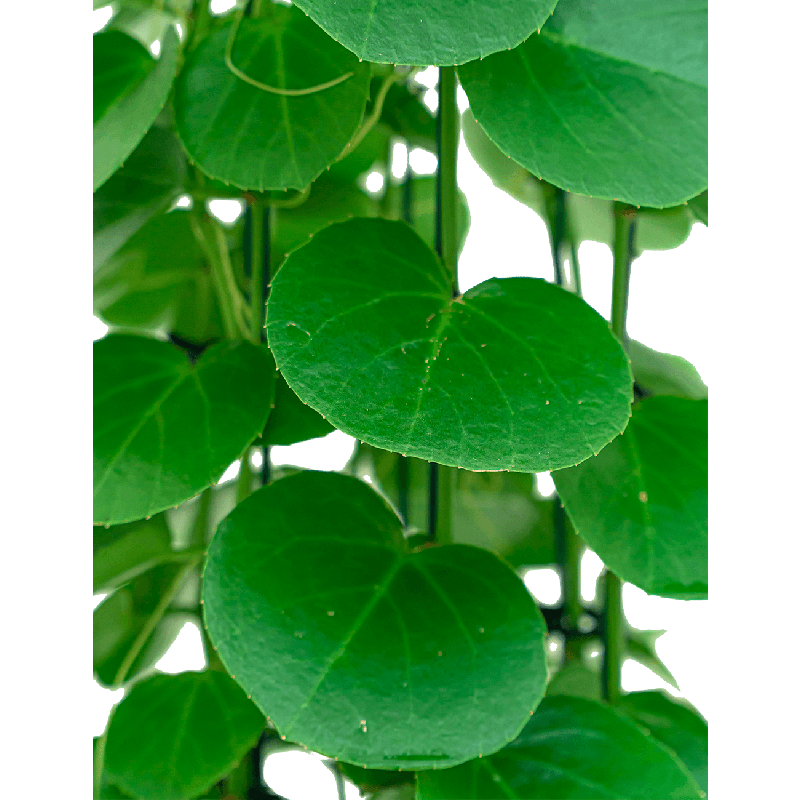 Cissus Rotundifolia - draadzuil