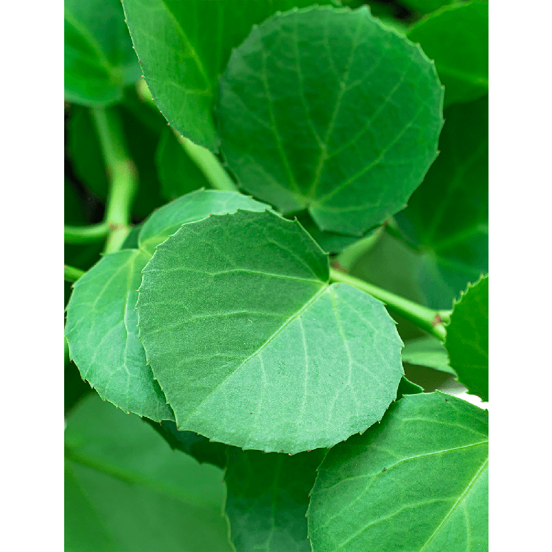 Cissus Rotundifolia