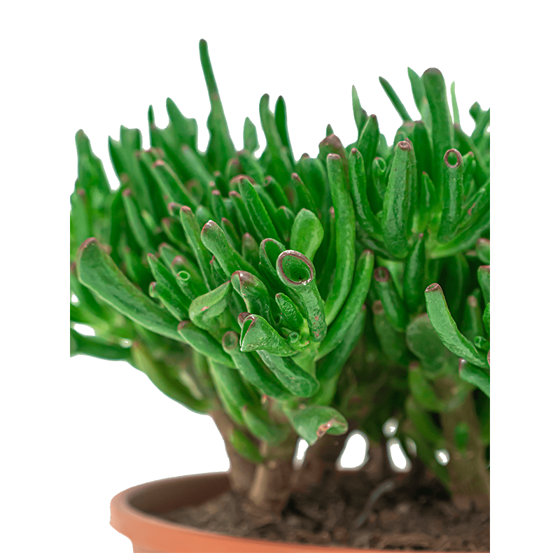 Crassula Ovata Horntree