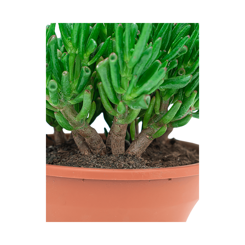 Crassula Ovata Horntree