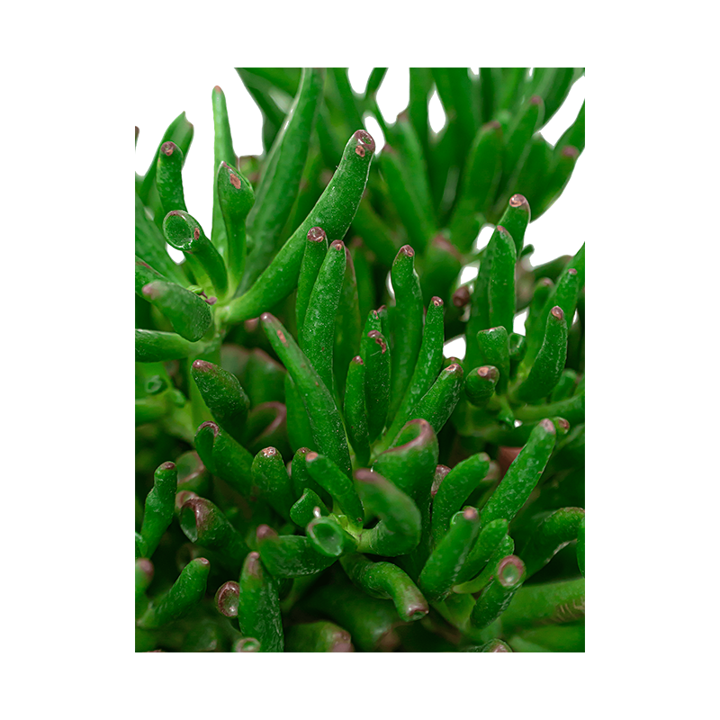 Crassula Ovata Horntree