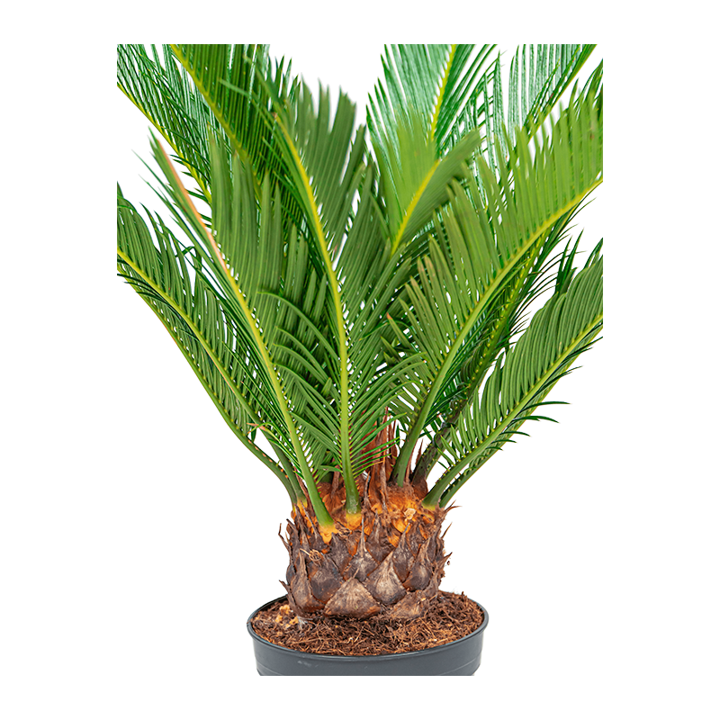 Cycas Revoluta