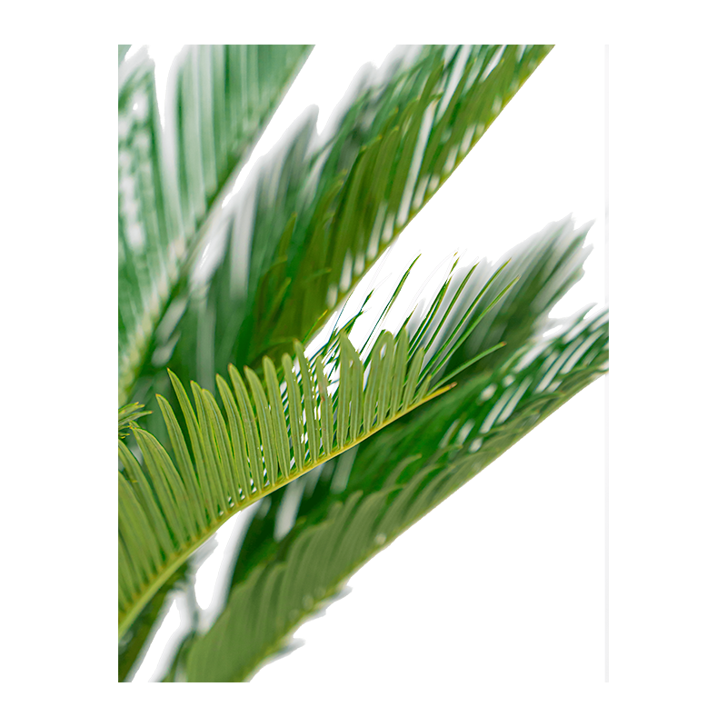 Cycas Revoluta