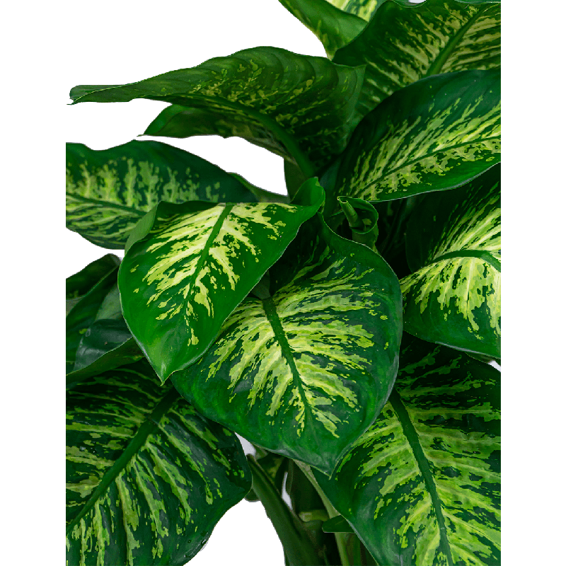 Dieffenbachia Reeva