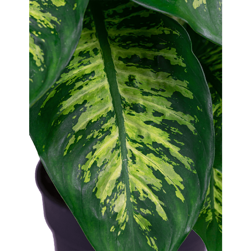 Dieffenbachia Reeva