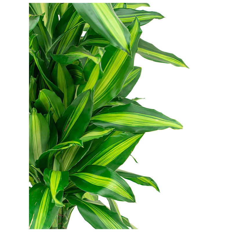 Dracaena Cintho vertakt