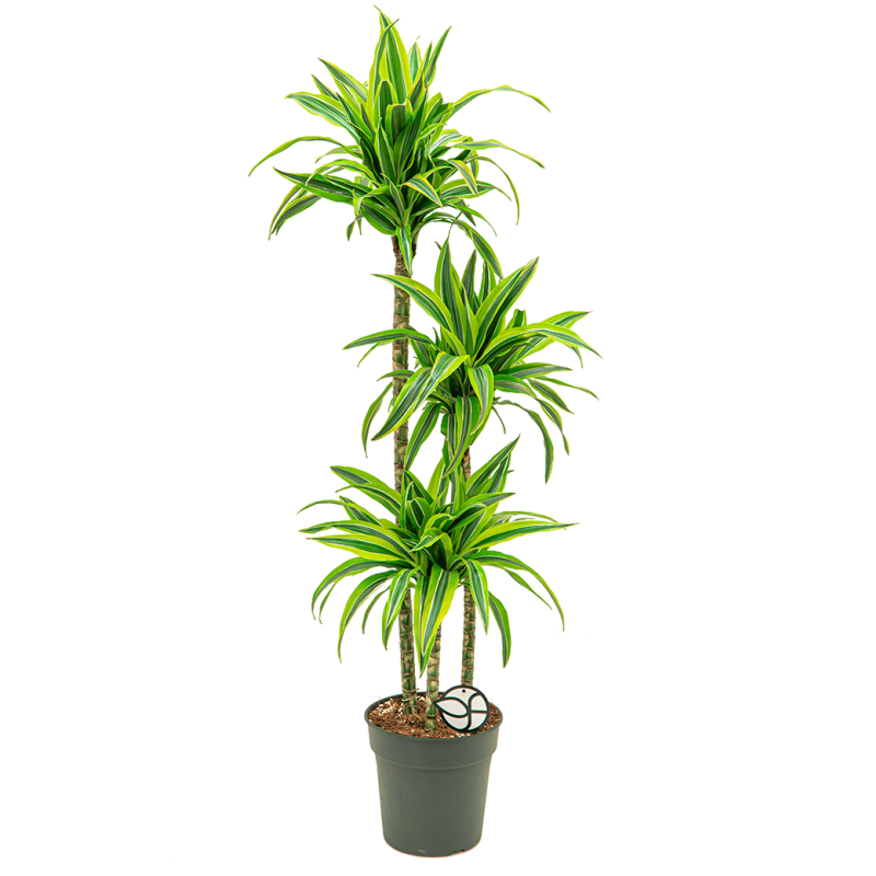 Dracaena Lemon Lime 3-stam