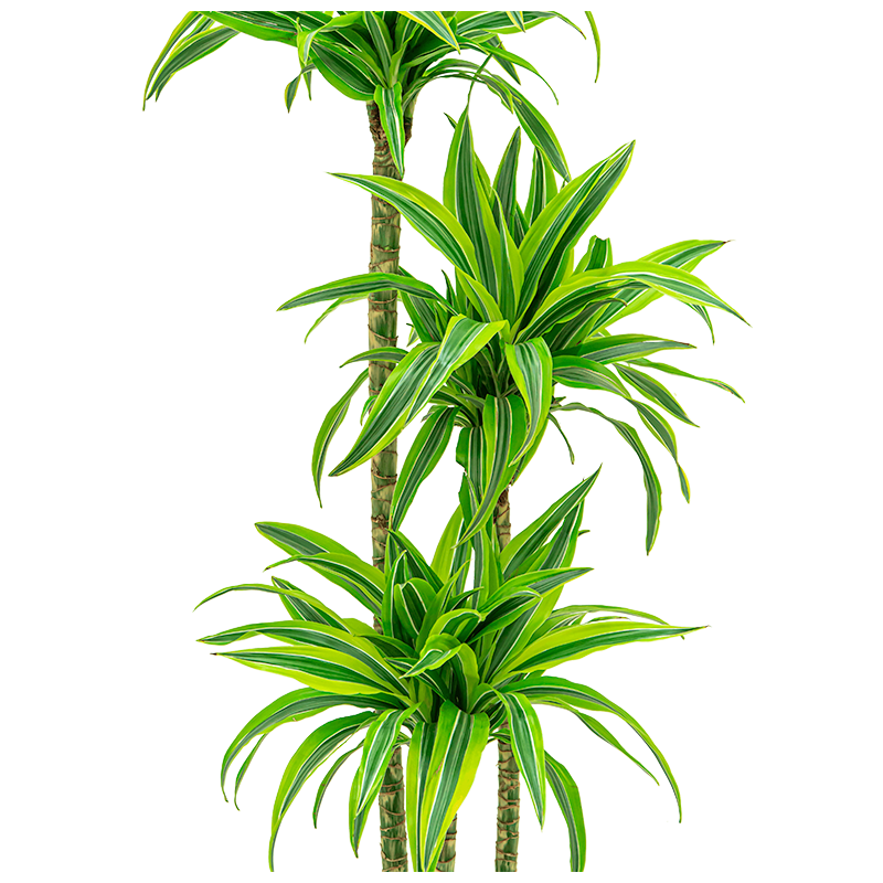 Dracaena Lemon Lime hydrocultuur in Runner vierkant zwart