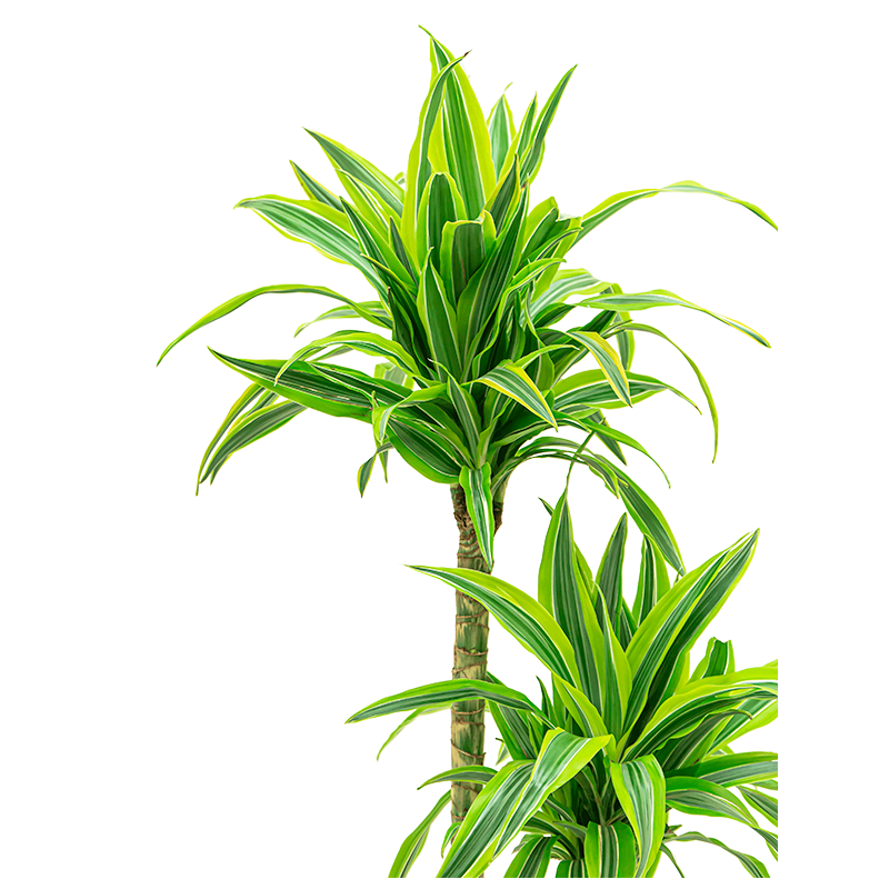 Dracaena Lemon Lime hydrocultuur in Runner rond zwart