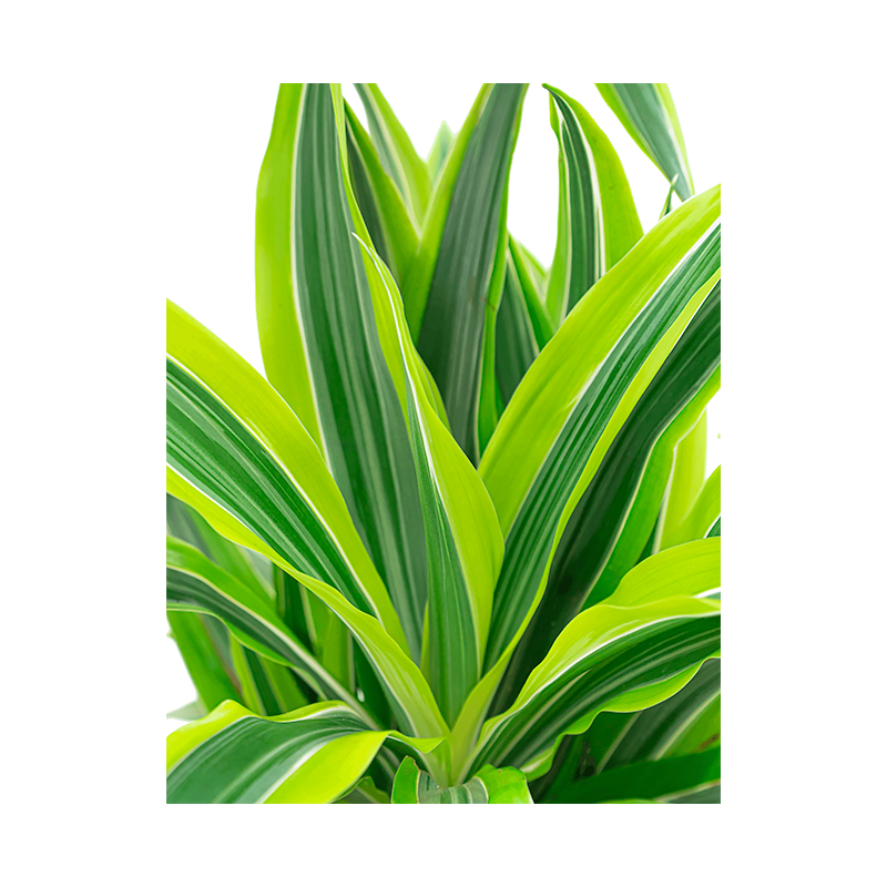 Dracaena Lemon Lime hydrocultuur in Runner rond zwart