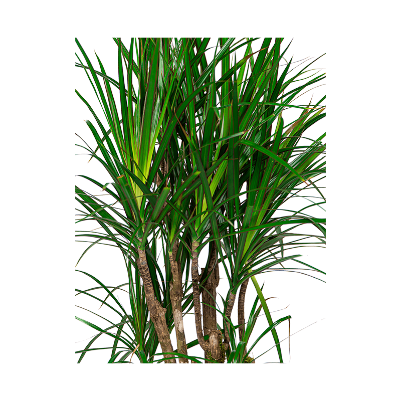 Dracaena Marginata vertakt in watergevende Cubico zwart