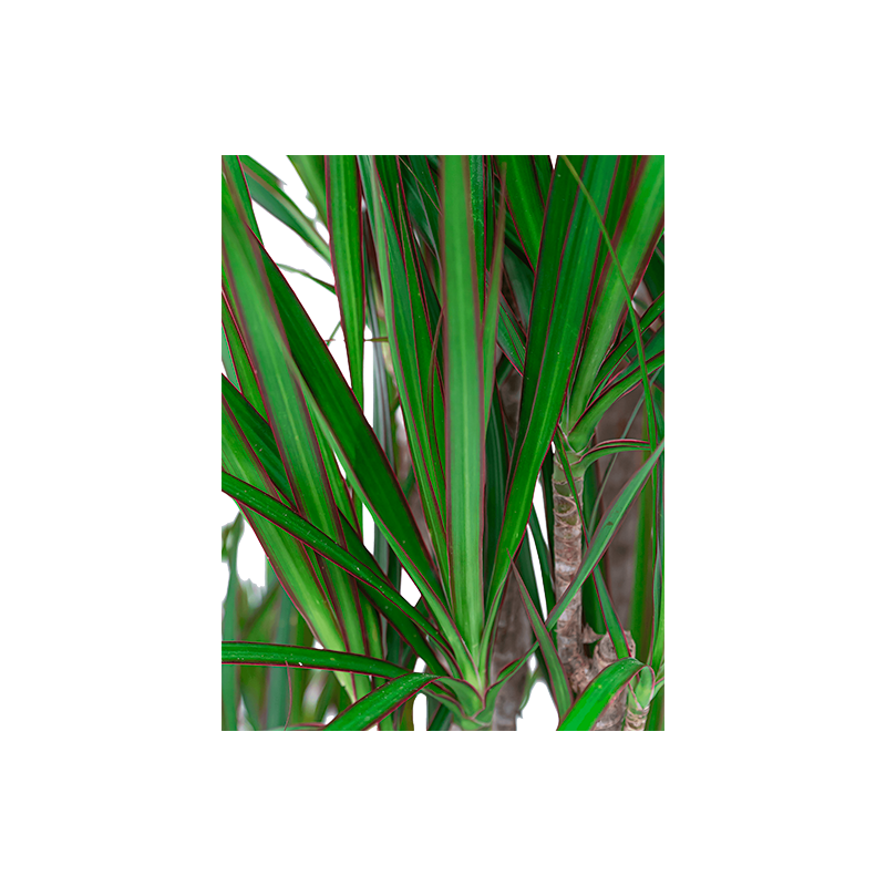 Dracaena Marginata vertakt in watergevende Quadro rood