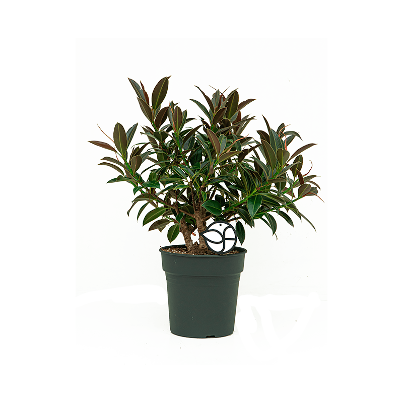 Ficus Elastica Melany Petit