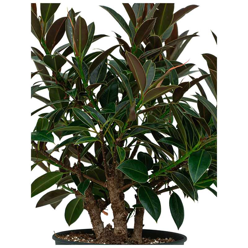 Ficus Elastica Melany Petit