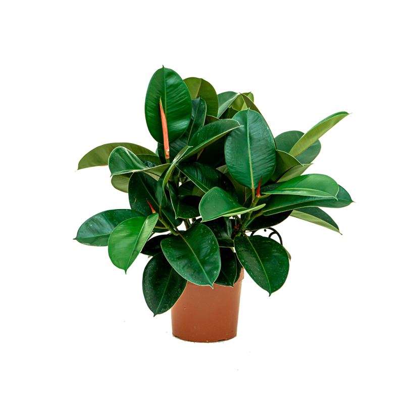 Ficus Elastica Robusta bush