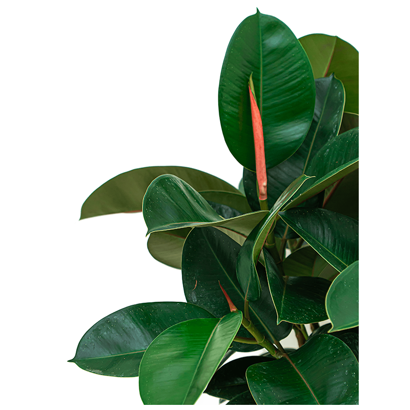 Ficus Elastica Robusta bush