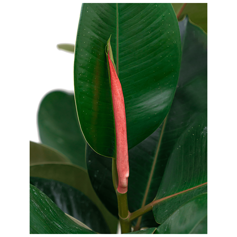 Ficus Elastica Robusta bush