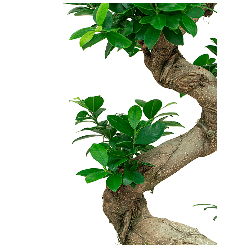 Ficus Bonsai in watergevende Quadro antraciet