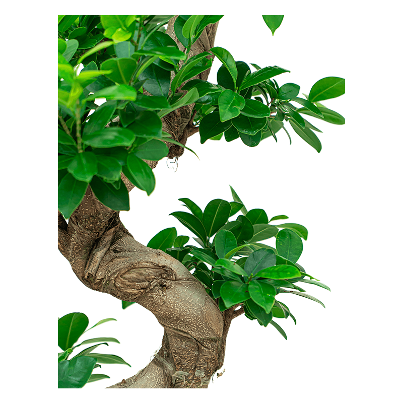 Ficus Bonsai in watergevende Quadro antraciet