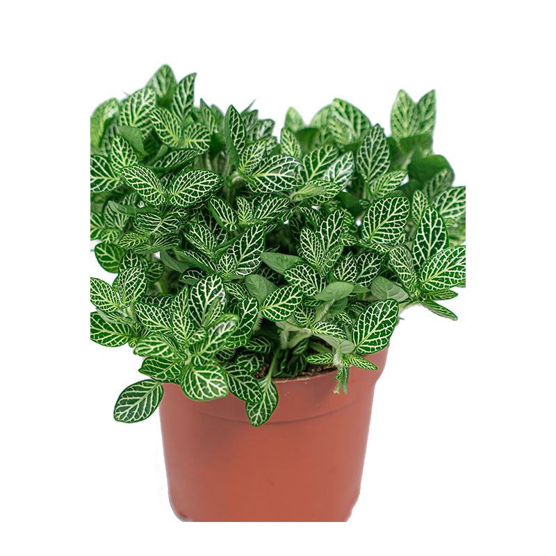 Fittonia Verschaffeltii 