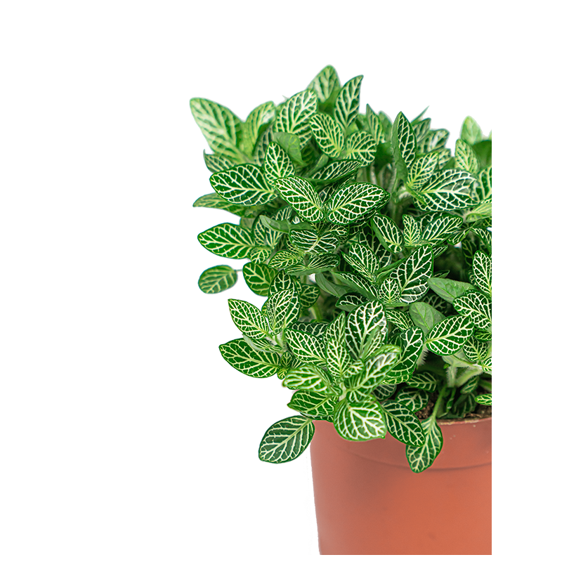 Fittonia Verschaffeltii 