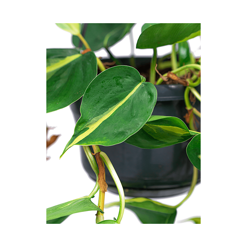 Philodendron Grand Brasil