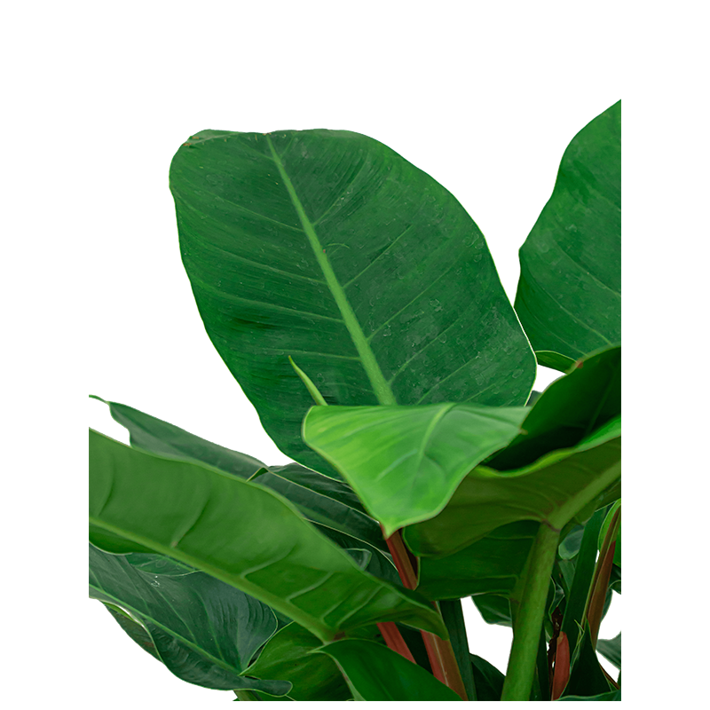 Philodendron Imperial Green 