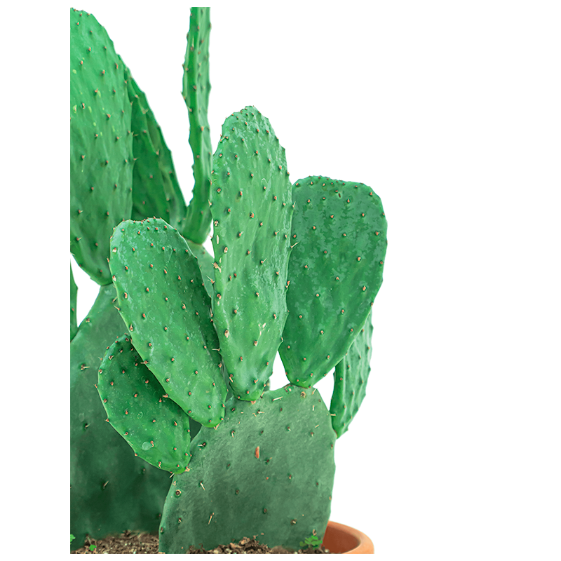 Opuntia Indica