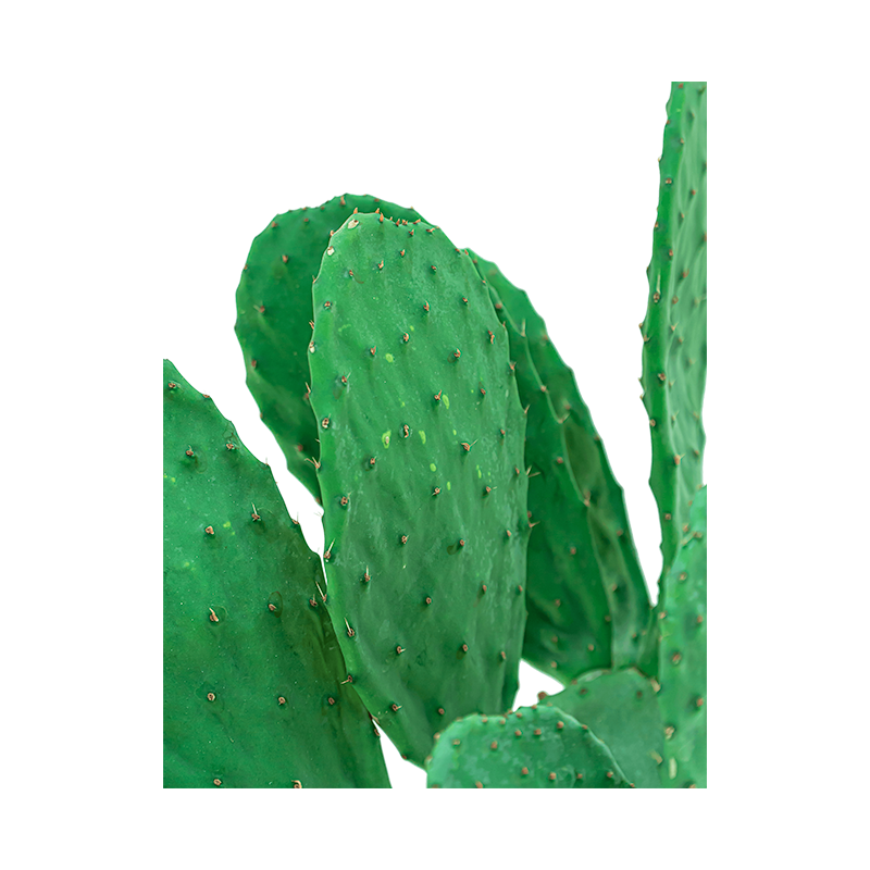 Opuntia Indica